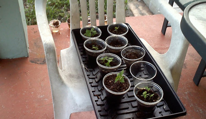 Growing Orange and Black Habaneros Florida - A Photo