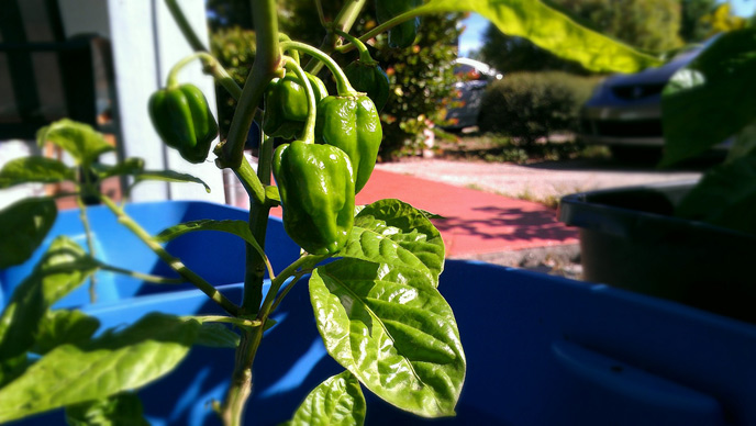 Black habaneros, still green