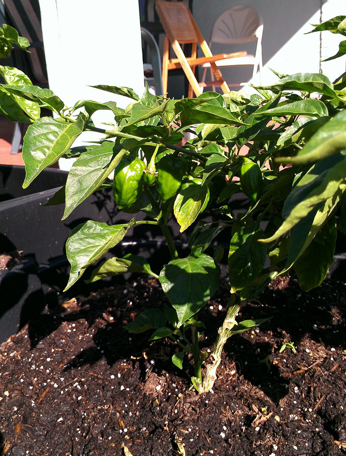 Orange habaneros, still green