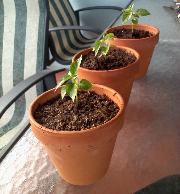 Habanero Plants in Ceramic Pots