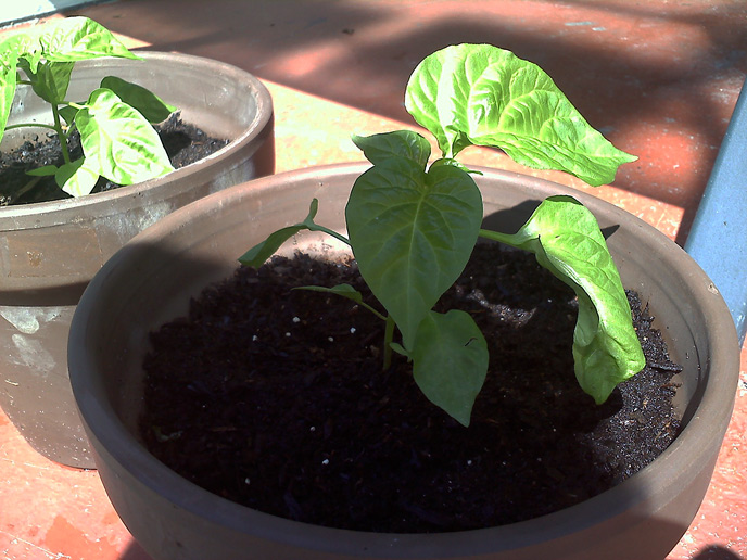 Jamaican Hot Chocolate Habanero Growing Plants