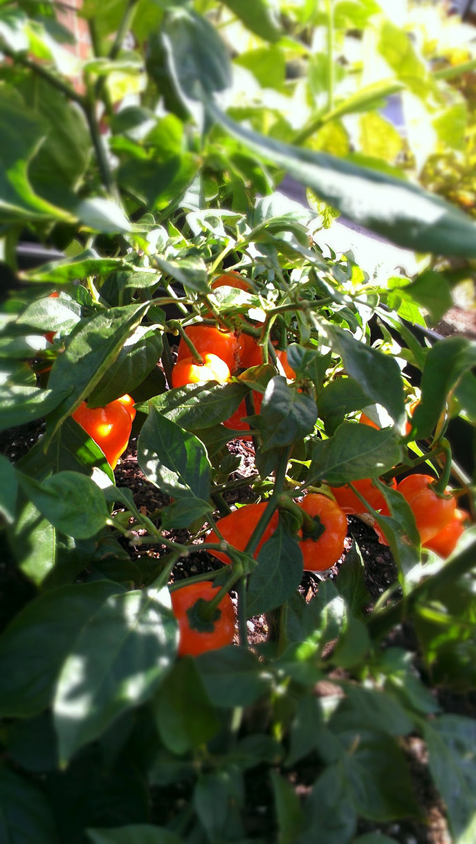 Orange habaneros, still green