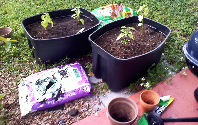 Chile peppers planted in plastic totes