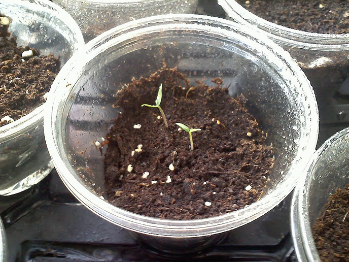 Growing Orange and Black Habaneros Florida - A Photo