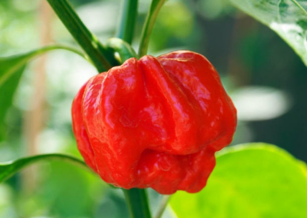 Closeup of the 7-pot Jonah pepper, red and growing on the plant