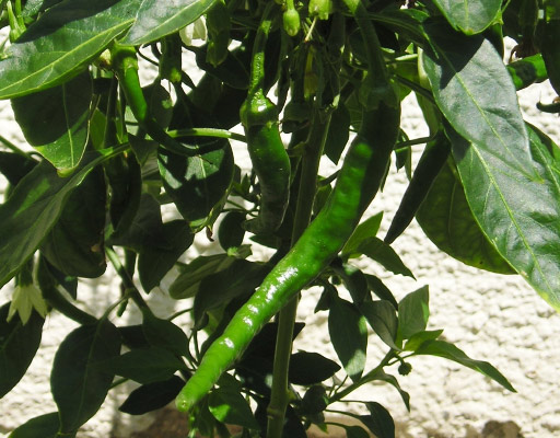 Habanero pepper unripened, green