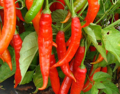 Habanero pepper, ripe, orange