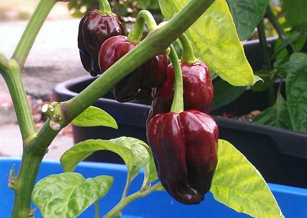Jamaican hot chocolate habanero chilli peppers, also known as congo black