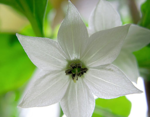 Habanero flowering