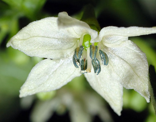 Habanero flowering
