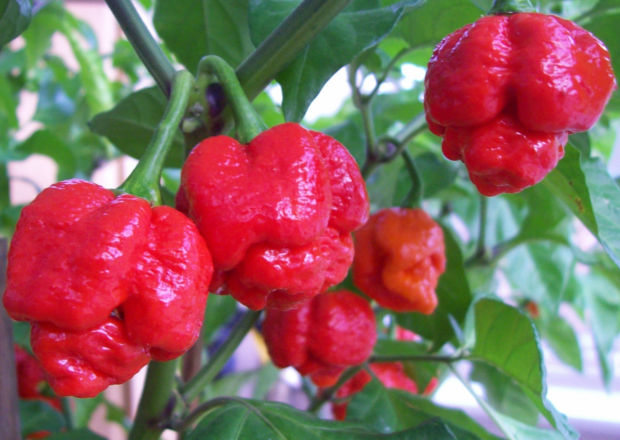 A bunch of Infinity Chilli peppers ripe and still growing