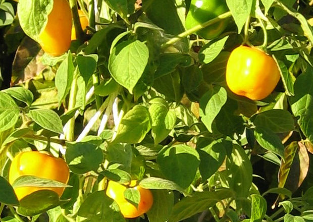 Yellow apple-shaped manzano peppers growing, highlighted by warm sunlight