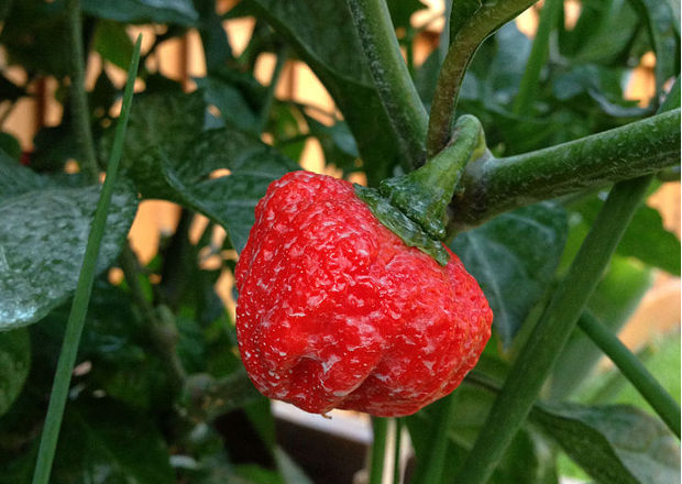 Moruga trinidad scorpion chilli, bright red, ripe and ready to be picked.