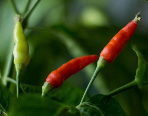 The Peri Peri (Piri Piri) | Types of Chile Peppers Hot Sauce Fever
