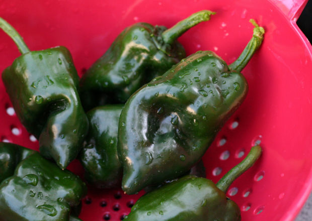 Dark green poblano peppers freshly picked from the garden, with reflective beads of water, in a colander