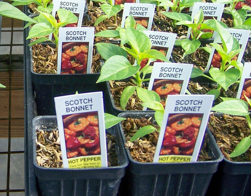 Scotch bonnet seedling