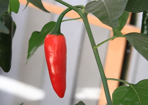 Serrano pepper