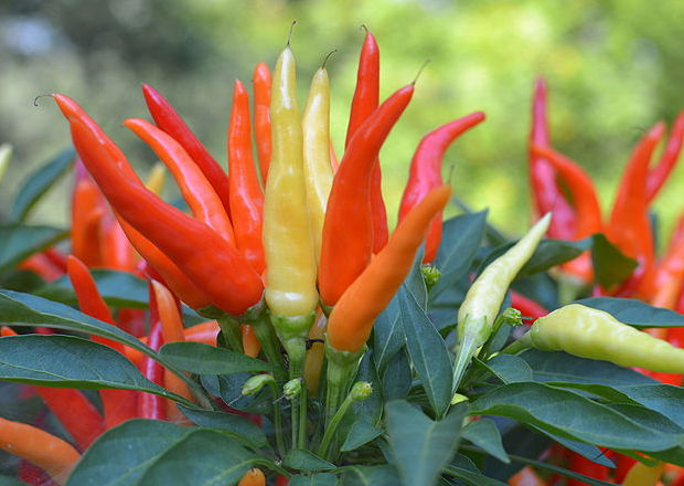 Many Tabasco peppers growing in a bunch outside, facing the sky. In various stages of ripening; yellow, orange, and red.