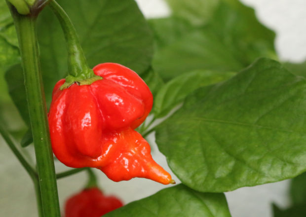Trinidad Scorpion (Butch T.) chile and leaves of plant, bright red