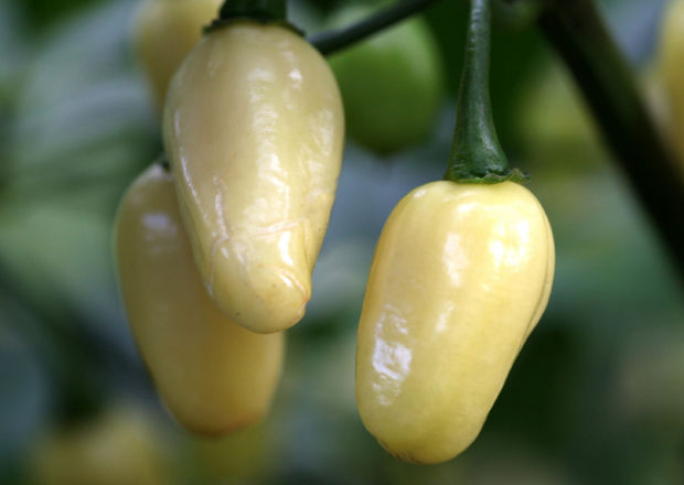 Bunches of white habanero chile peppers growing on a bush.